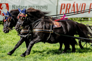 Calimero af Jaboruder a Markes Oreo King , maj. Pavla Hanzlik Kubalova, foto agchiv Renaty Markové