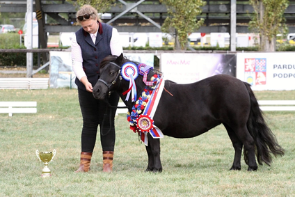 Markes Gioia , maj. Karolina Markova - Narodni sampion shetland pony, foto agchiv Renaty Markové